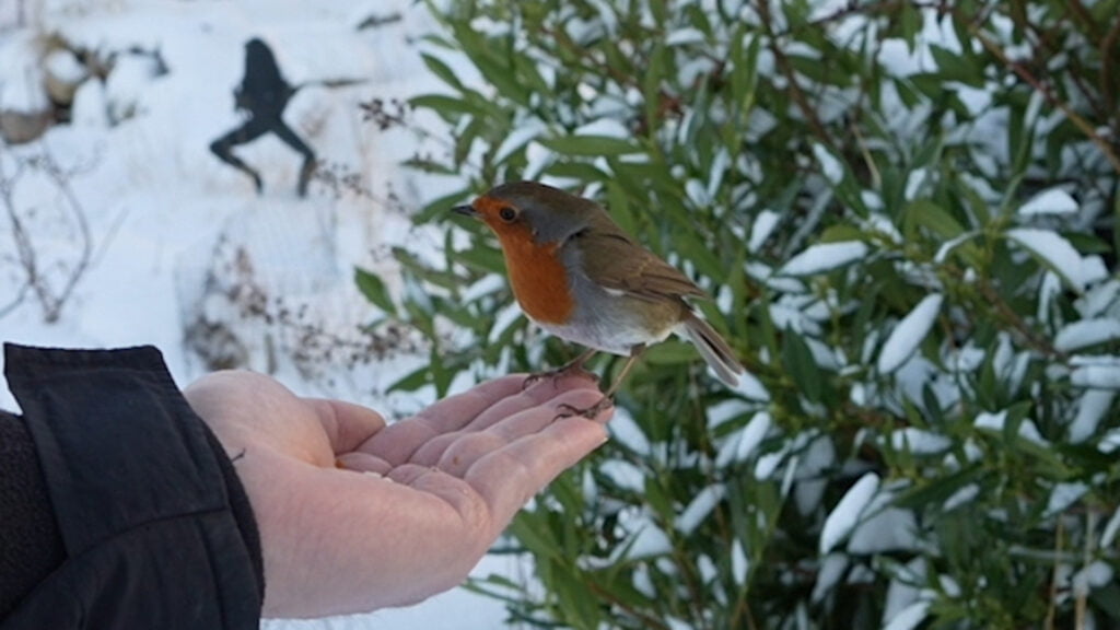 Feeding our robin