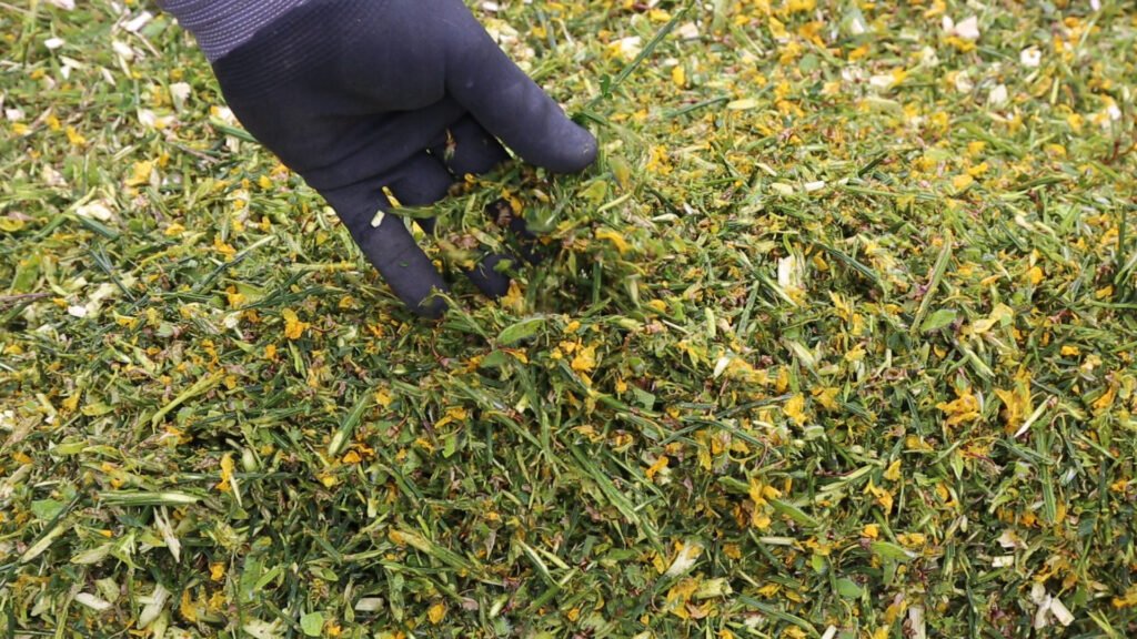 Forrest Master wood chipper review - broom hedge put through the chipper